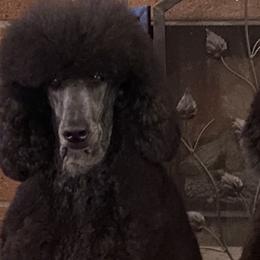 Poodles from Faith Ambort's Poodles