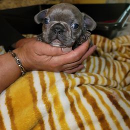 French Bulldog Puppies from Culichitown Frenchies