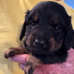 Franky - Black and tan male Dachshund puppy in Wisconsin Dells, Wisconsin from Doxie Acres