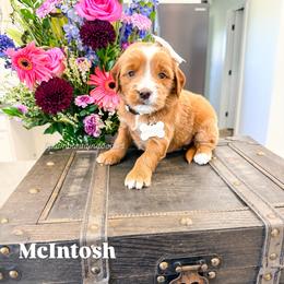 McIntosh - Red  female Goldendoodle puppy in West Haven, Utah from Split Mountain Doodles