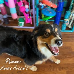 Australian Shepherd and Pembroke Welsh Corgi Puppies from Lewis Aussie’s & Corgi’s