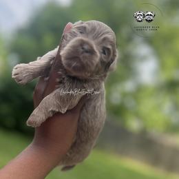 Matcha - Lilac female Shih Tzu puppy in Olive Branch, Mississippi from Lavender Blue Exotic Crew