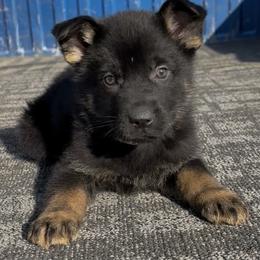 Nixie - Black and tan female German Shepherd puppy in Muldrow, Oklahoma from Reizarf Kennels