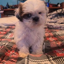 Chewy - Liver and white male Shih Tzu puppy in Stroudsburg, Pennsylvania from Puppyville Pa Shih Tzu & frenchies