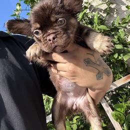 Gordita - Tricolors female French Bulldog puppy in Los Angeles, California from westsidefrenchies