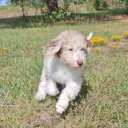 Eloise - Brown merle female Aussiedoodle puppy in Grand Saline, Texas from Aussies Acre