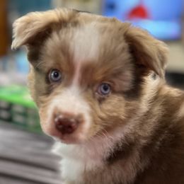 Australian Shepherds and Miniature American Shepherds from Holy City Mini American and Australian Shepherds