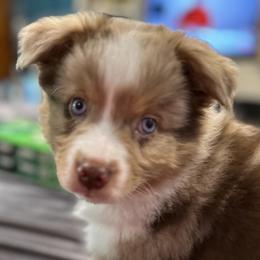 Australian Shepherds and Miniature American Shepherds from Holy City Mini American and Australian Shepherds