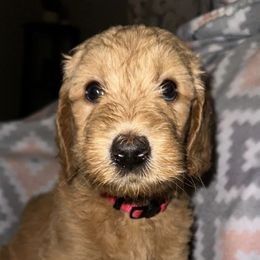 Goldendoodles from Brittany Braga's Doodles