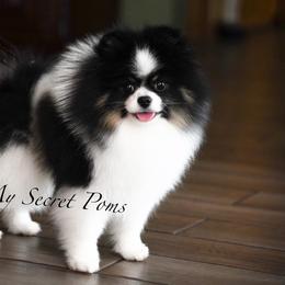 Otis - Pomeranian