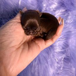 Dark Cherry - Red female Shih Tzu puppy in Port Orchard, Washington from Buttons N Bows