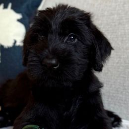 Boy 4 - Black male Giant Schnauzer puppy in Wildomar, California from My Angel Schnauzers
