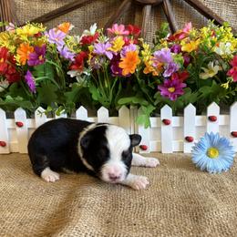 Black Tri male one - Black tri male Miniature American Shepherd puppy in Cowlitz County, Washington from Pleasant Woods Miniature American Shepherds