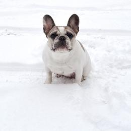 Sisu - French Bulldog
