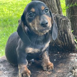 Lincoln - Black and tan male Dachshund puppy in Industry, Illinois from KDKs Kennels