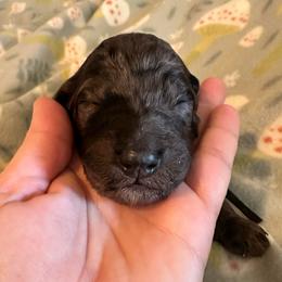 Tea - Merle male Goldendoodle puppy in Greensboro, Georgia from B’s Doodles