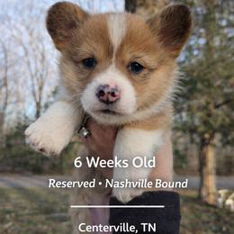 Alvin - Red and white male American Corgi puppy in Centerville, Tennessee from Katerina's American Corgis