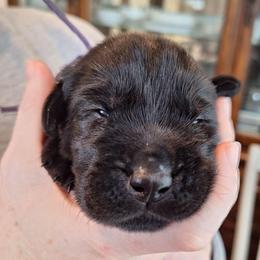Call Me - Black female Labrador Retriever puppy in Martinsburg, West Virginia from Fetching Labrador Retrievers