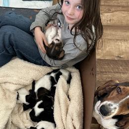 Basset Hounds from Cache Valley Bassets