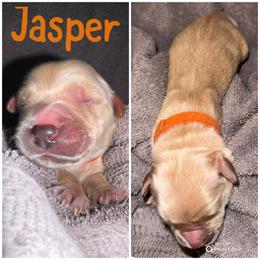 Bernese Mountain Dog and Golden Retriever Puppies from Happy Tails Family Farm