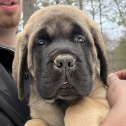Boy 4 - Mastiff puppy in Frederic, Michigan from ACM Mastiffs