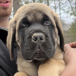 Boy 4 - Mastiff puppy in Frederic, Michigan from ACM Mastiffs
