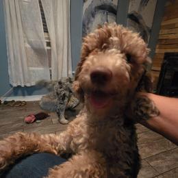 Izzy - Bernedoodle