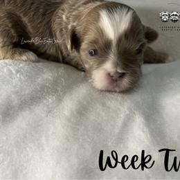Macchiato - Lilac male Shih Tzu puppy in Olive Branch, Mississippi from Lavender Blue Exotic Crew