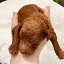 Yellow Collar - Red  Poodle puppy in Nicholasville, Kentucky from Lexington Poodle Company