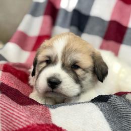 Steve - White and badger male Great Pyrenees puppy in Cedar City, Utah from Forestwood Farms Great Pyrenees