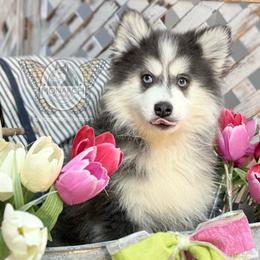 Monarch Blue Topaz - Gray and white male Pomsky puppy in Greeley, Colorado from Monarch Pomskies | Northern Colorado