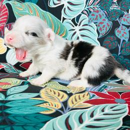 Hermes - Blue merle and white male American Corgi puppy in Cocoa, Florida from Cascadian Space Coast Corgis LLC