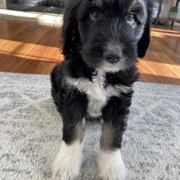 Bernedoodle Puppies from Sunset Family Farm