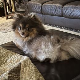 Pomeranian Puppies from Hummingbird & Fox