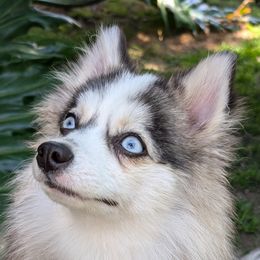 Pomskies from Pomsky Florida