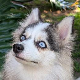 Pomskies from Pomsky Florida