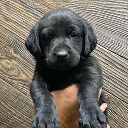 Red - Black Labrador Retriever puppy in Tabernacle, New Jersey from Glenn Farm Retrievers