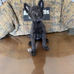 Freya - Silver brindle Dutch Shepherd puppy in Watertown, Connecticut from APACHE CANINE