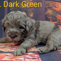 Mr Dark Green - Merle male Labradoodle puppy in Lebanon, Pennsylvania from Robertson's Retrievers and Doodles