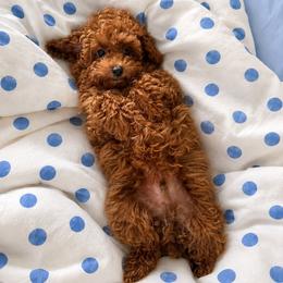 Poodle puppies from Dreamspoodleandmaltese