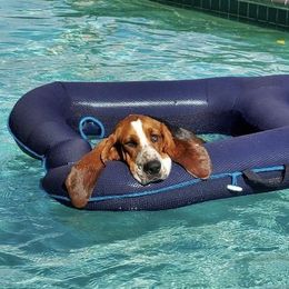 Beau - Basset Hound