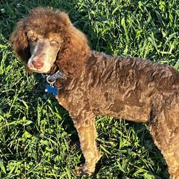 Poodles from GC Standards