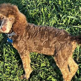 Poodles from GC Standards