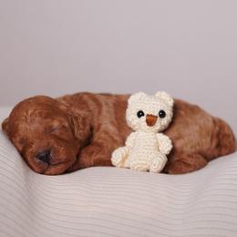 Cashmere (Blue Collar) - Red  male Poodle puppy in Las Vegas, Nevada from Plush Toy Poodle Puppies & Pals