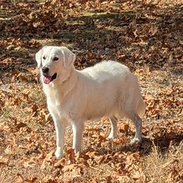 Sass - Golden Retriever