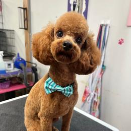 Bonus - Poodle