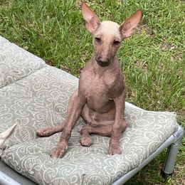 Skye - Liver female Xoloitzcuintli puppy in Webster, Florida from Xcel's Xoloitzcuintli and Chinese Cresteds