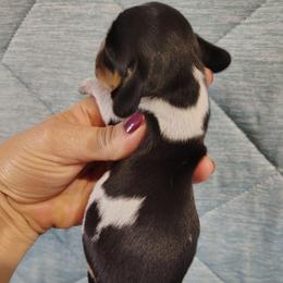 Boy 1 - Black and tan male Dachshund puppy in Clayton, Indiana from Love Struck Miniature Dachshunds