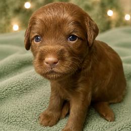 Summer - White Collar - Red  female Goldendoodle puppy in Huntsville, Alabama from Falcon Ridge Doodles