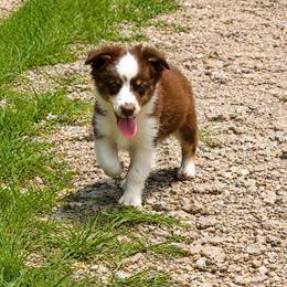 Penelope - Red tri female Miniature Australian Shepherd puppy in Macomb, Missouri from Faunus Farms and Aussies